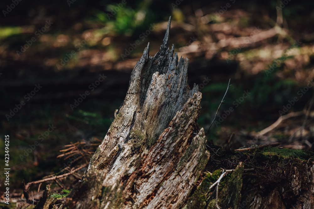 Very ancient and charming Carpathian forest Very ancient and charming Carpathian forest