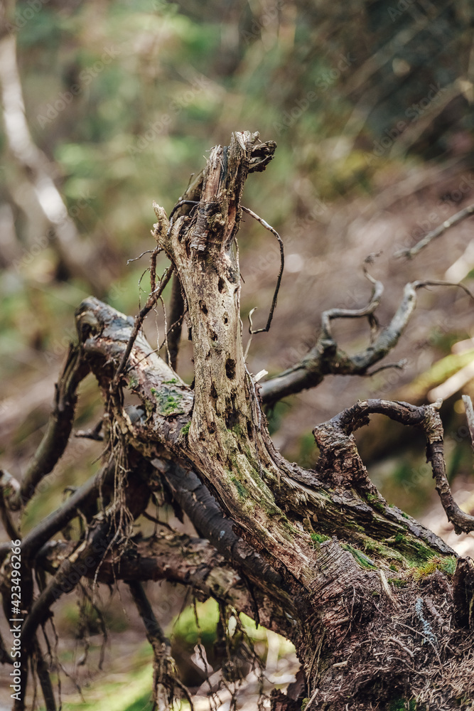 Very ancient and charming Carpathian forest