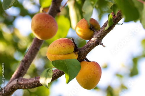 Ripe apricots in the garden on a tree. Harvest of apricots