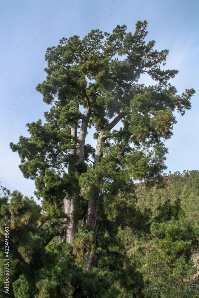 El Pino Gordo en la isla de Tenerife. Este pino canario (Pinus canariensis) de 700-800 años es famoso en la isla por su edad y por la cara de 