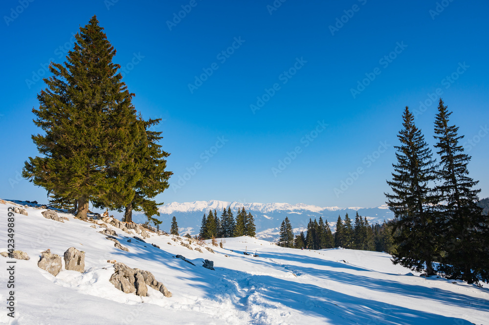 Snowy hiking trail in Romanian winter landscape with view over Carpathian mountains in Transylvania, Romania