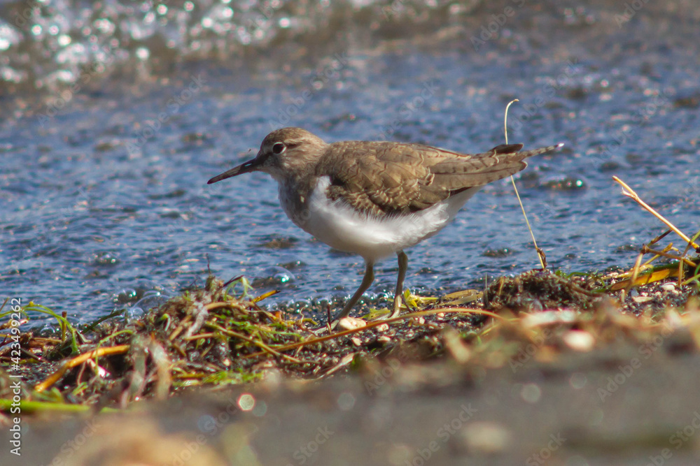 The small sandpiper (curlew or snipe) living on the shores,in The Santo Celso wood , located on the shore of the lake in the municipality of Bracciano,Bracciano Lake , Italy.Wildlife and wildness The small sandpiper (curlew or snipe) living on the shores,in The Santo Celso wood , located on the shore of the lake in the municipality of Bracciano,Bracciano Lake , Italy.Wildlife and wildness