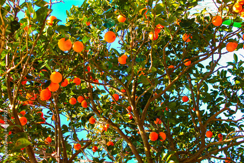 Greenview Monte di Procida (NA)
EOS Canon 1100D Obb:18-55mm 