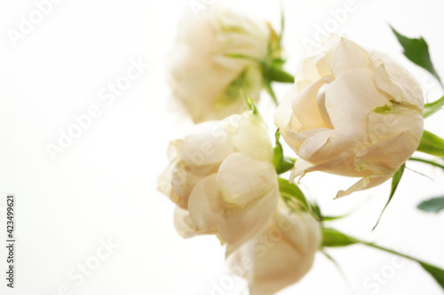 丸くて小さい白い薔薇