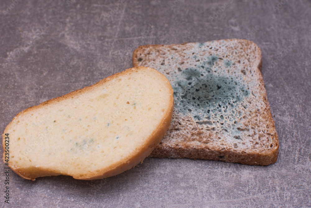 poor-quality bread quickly became moldy. mold spores are harmful to ...