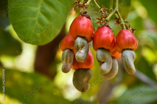 Red ripe cashew apple fruits hanging on branches ready to be harvested by farmers. Soft and selective focus.