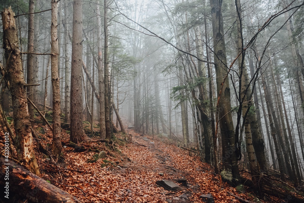 Obraz premium Mysterious forest in the Carpathian mountains