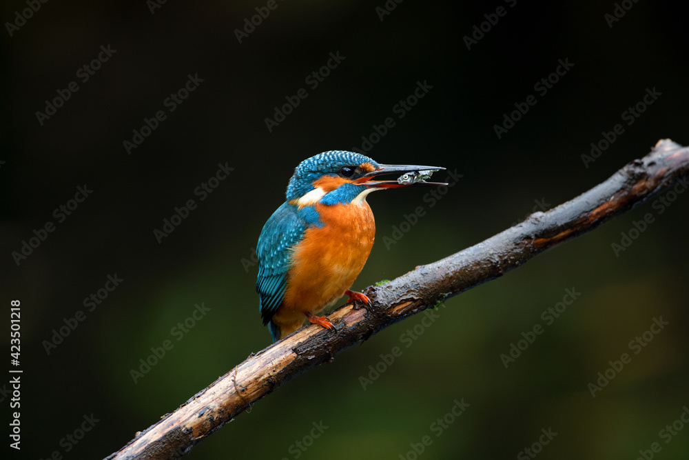 A kingfisher with his meal.