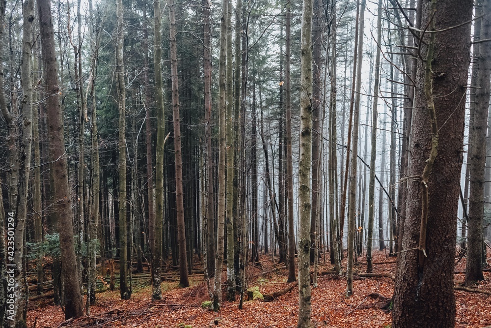 Fototapeta premium Mysterious forest in the Carpathian mountains