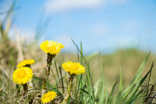 Nature spring landscape with yellow coltsfoot flowers photo