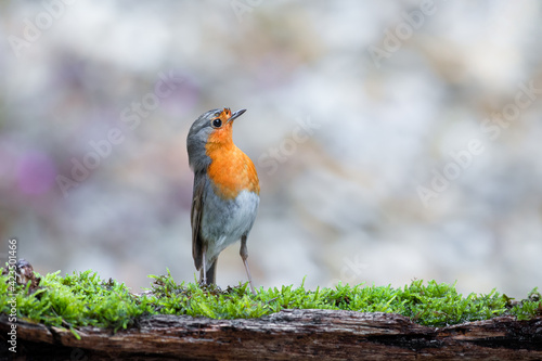 A robin in a perfect model pose