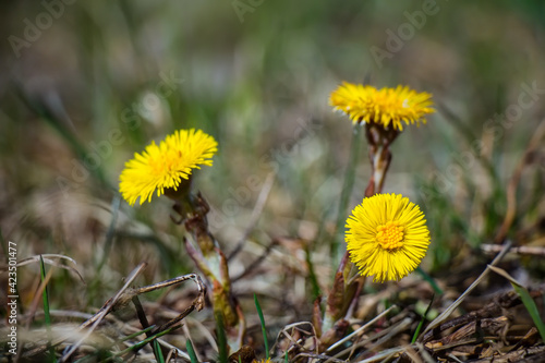 Coltsfoot flowers  Tussilago farfara  macro