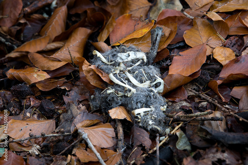 A owl pellet in the forrest.