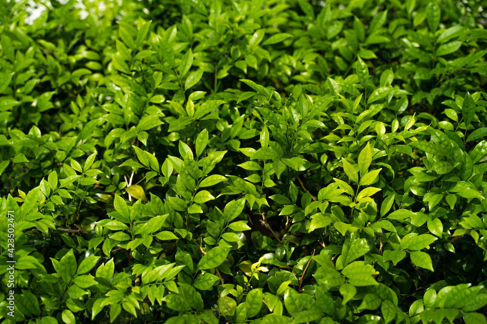 Bed of greenery, bed of green leaves, green plants background, background of grass, green background, Leafy background. Background of leaves. Bed of greenery, bed of green leaves, green plants background, background of grass, green background, Leafy background. Background of leaves.