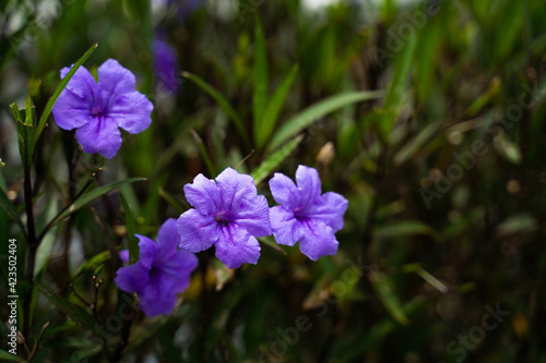 Flowers in the garden, purple flowers, four purple flowers, dark purple flowers, purple flowers with dark green background, bokeh flowers, five petal flowers.