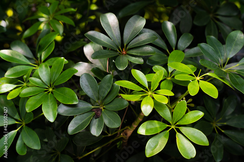Leaves in the garden, leafy plant, flower shaped leaves, flower shaped plant, dark green and light green leaves, background of flower shaped leafy plant.