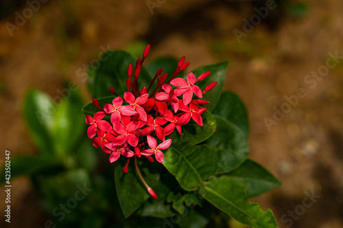 Red flowers in the garden, Red bunch of mini flowers, Four petal flowers, five petal flowers, flowers in soil, Sweet honey flower. Flowers with edible nectar, bokeh flower.
