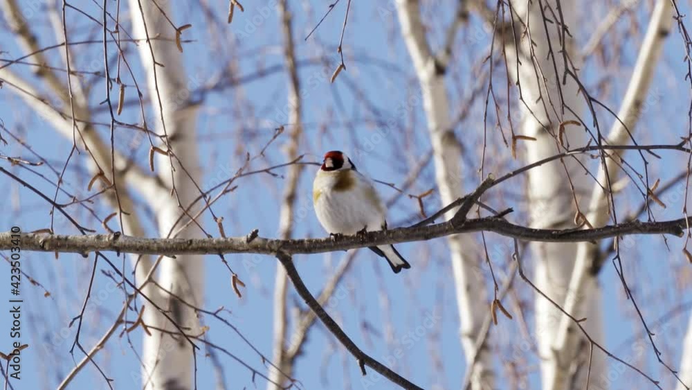 Bird - European Goldfinch ( Carduelis carduelis ) sits on a bush on a cloudy autumn day. Close-up. Bird - European Goldfinch ( Carduelis carduelis ) sits on a bush on a cloudy autumn day. Close-up.