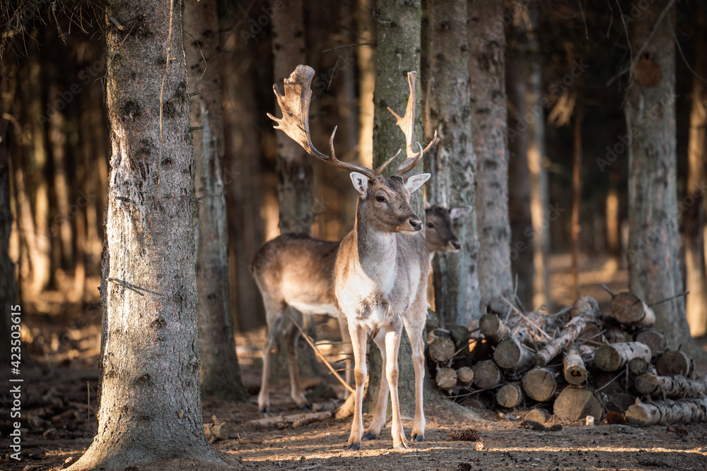 beautiful deer standing in a forest