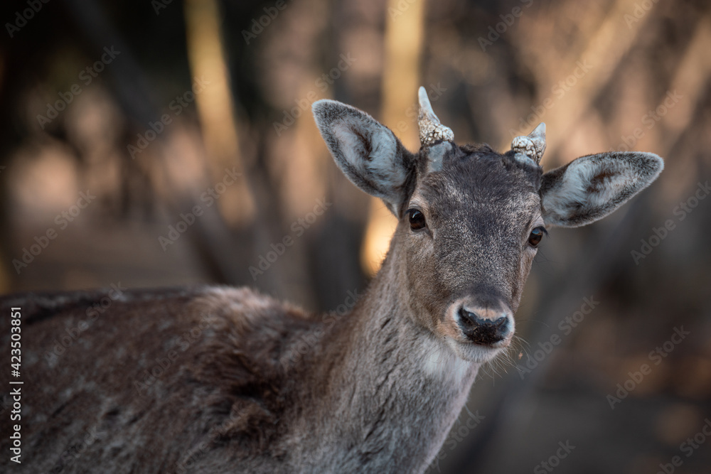 beautiful deer standing in a forest