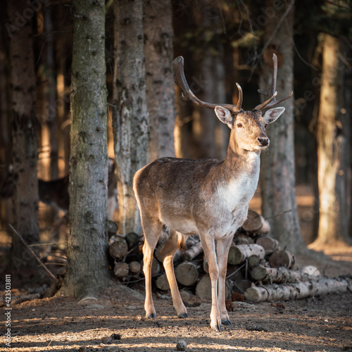 beautiful deer standing in a forest
