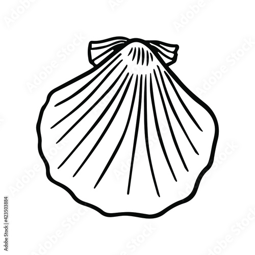 Beautiful seashell close-up on a white background. Black and white vector outline shell illustration for print  color  textile. 