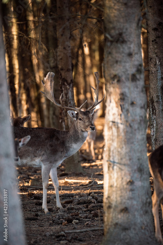 beautiful deer standing in a forest