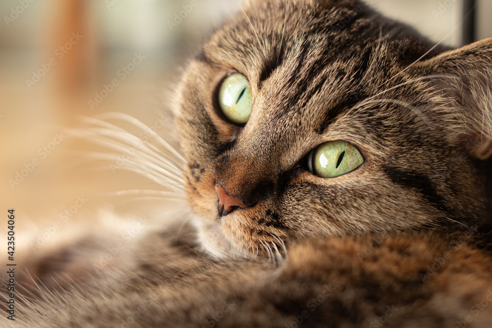 Close-up of a domestic cat with beautiful green eyes lying on the floor.
