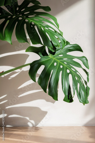 Monstera leaves against a white concrete wall with beautiful shadows from natural sunlight.