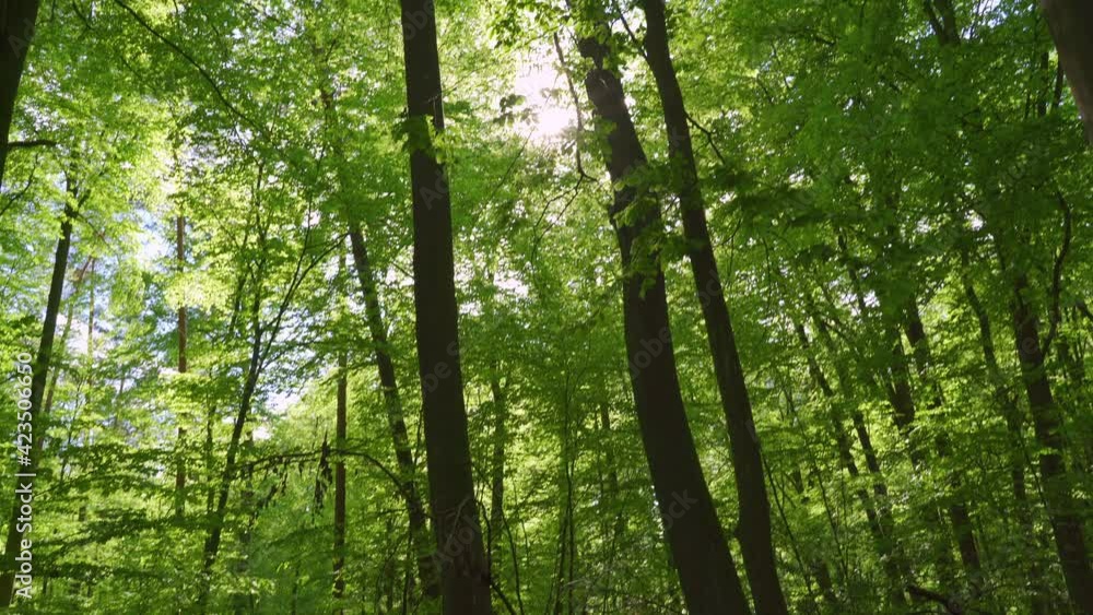 Beautiful couple walking in nature with the sun shining through the trees. Beautiful couple walking in nature with the sun shining through the trees.
