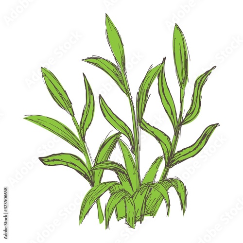 Vector grunge clipart of green plant bush with leaves. Colored lineart drawing of young Lilium stems isolated on white background