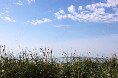 grass and blue sky in denmark