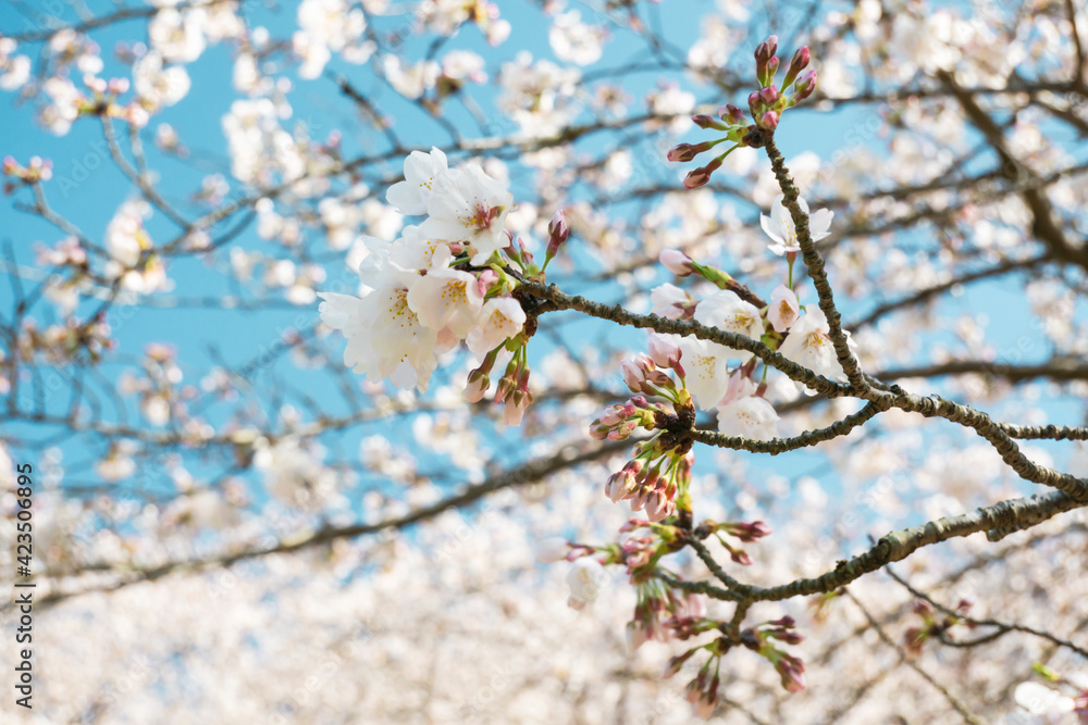 アップの桜の花の写真