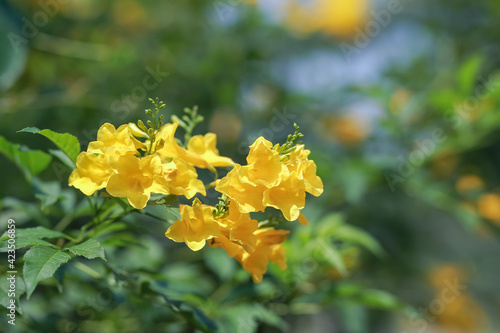 Close-up of beautiful bright yellow flower clusters. Planted to decorate the fence next to the house in Thailand. Yellow makes you feel relaxed. Flowers blooming in summer