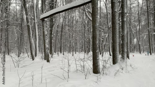 Going through forest in winter