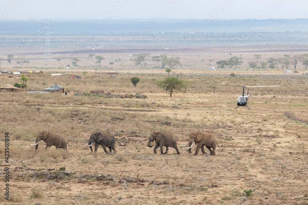 human elephant conflict