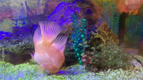 Gold fish in big aquarium