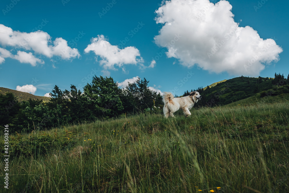 Fototapeta premium Carpathian mountains, summer, clouds, rain