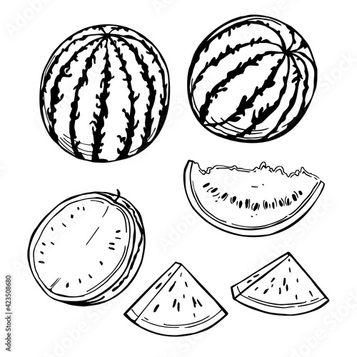 Watermelon. Vector illustration.