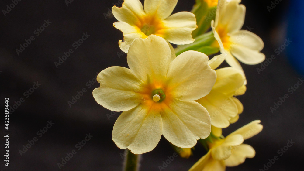 yellow daffodil flower yellow daffodil flower