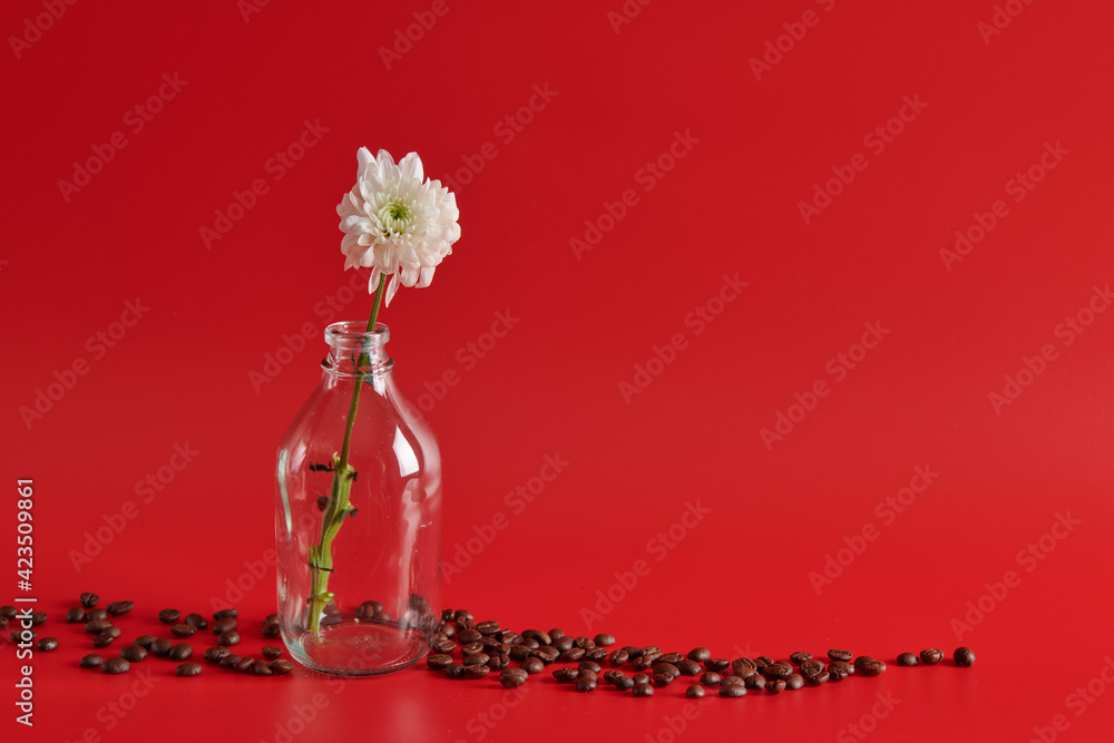 chrysanthemum stands in a bottle and coffee beans nearby