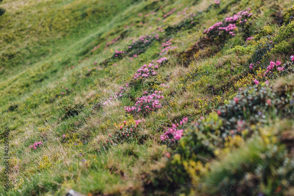 Obraz premium Carpathian mountains, summer, clouds, flowers, forest