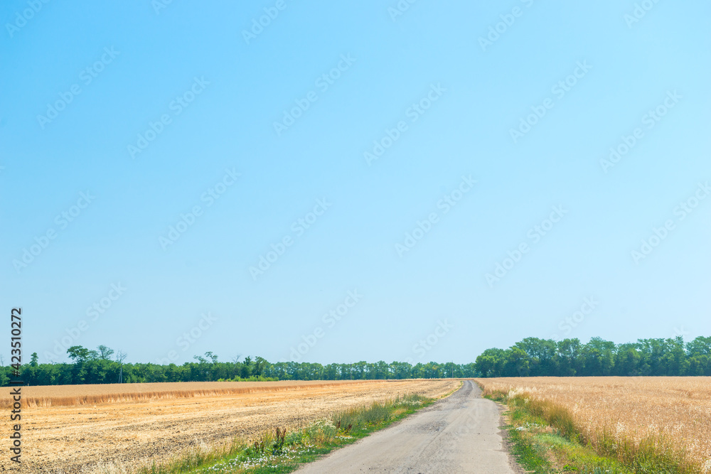 Rural field road scene. Summer rural road. Rural road landscape