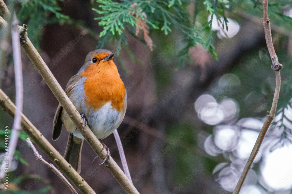 European Robin (Erithacus rubecula), Victoria Park, Belfast, Northern Ireland, UK European Robin (Erithacus rubecula), Victoria Park, Belfast, Northern Ireland, UK