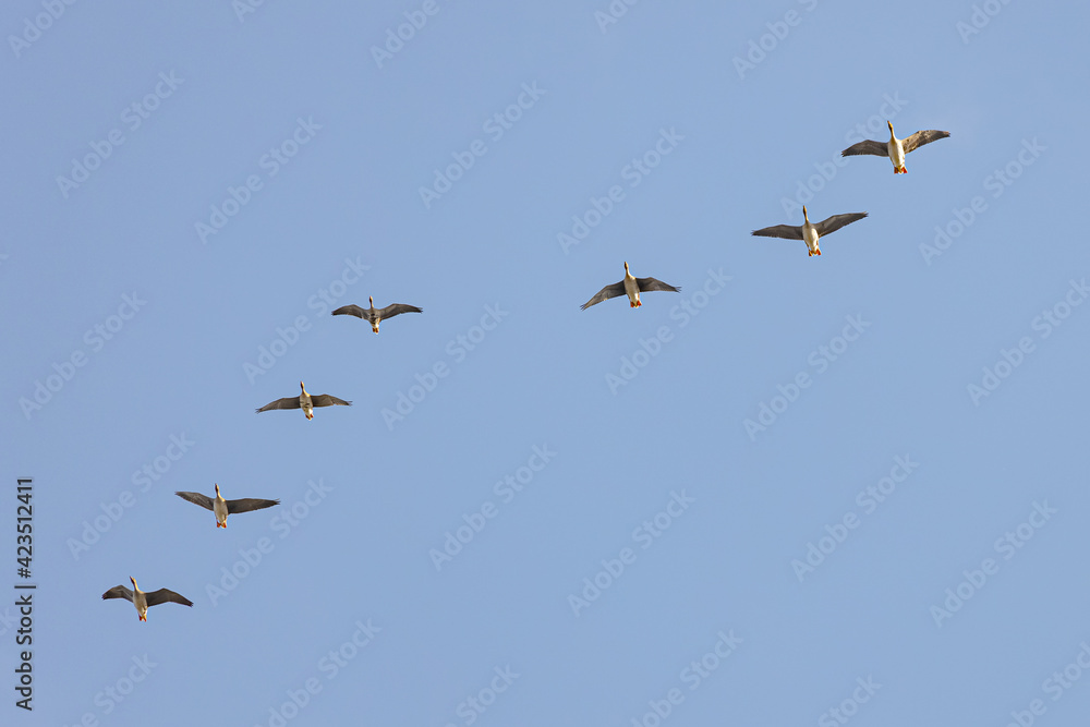 Vogelzug. Zugvögel am blauen Himmel.