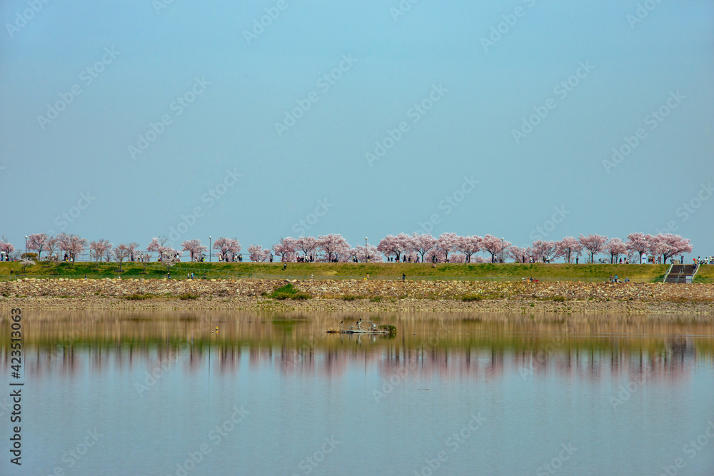 湖面に映る桜並木と青空