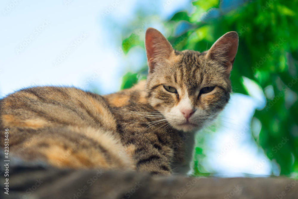 Lonely abandoned cat on the street of a big city