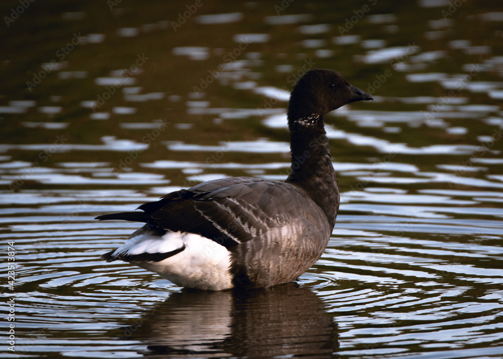 Brent Goose perching in shallow water in a river in the dusk. Brent Goose perching in shallow water in a river in the dusk.