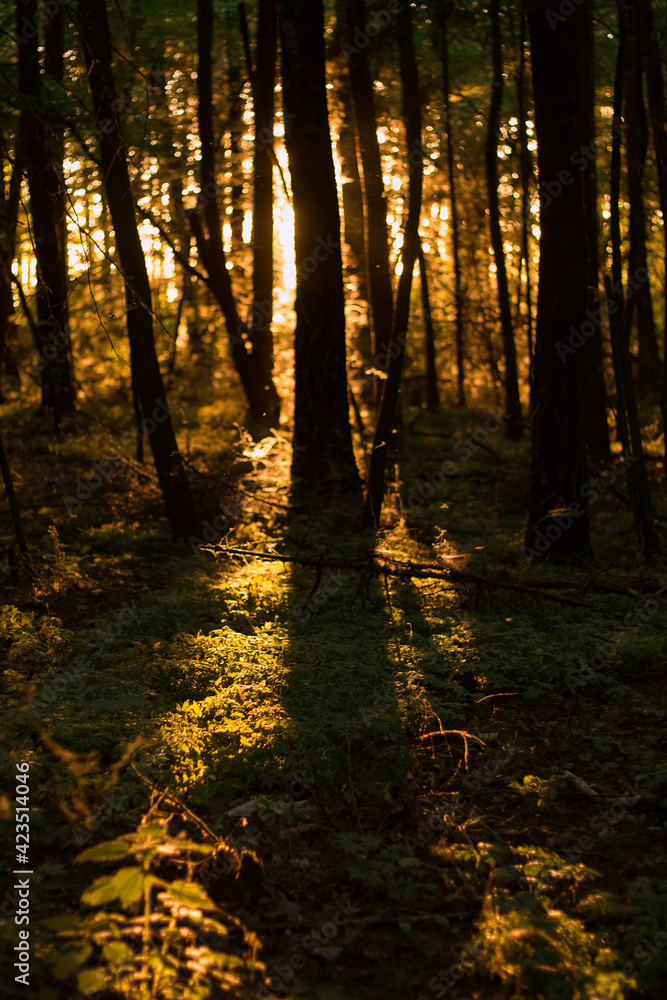 Obraz premium A summer sunset in the forest