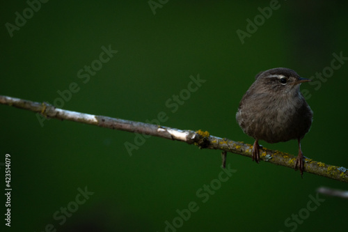 Wren perching on a branch in the evening